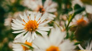 Preview wallpaper asters, flowers, petals, blur