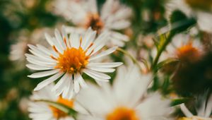 Preview wallpaper asters, flowers, petals, blur