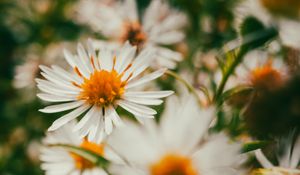 Preview wallpaper asters, flowers, petals, blur