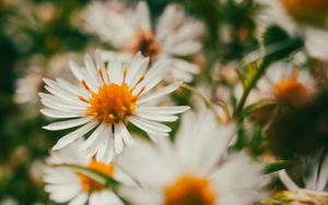 Preview wallpaper asters, flowers, petals, blur