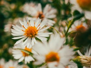 Preview wallpaper asters, flowers, petals, blur