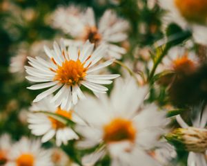 Preview wallpaper asters, flowers, petals, blur