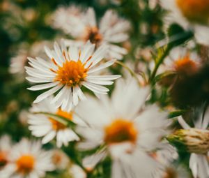 Preview wallpaper asters, flowers, petals, blur