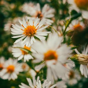 Preview wallpaper asters, flowers, petals, blur