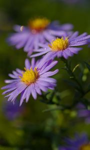 Preview wallpaper asters, flowers, petals, drops, purple, macro