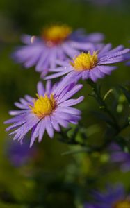 Preview wallpaper asters, flowers, petals, drops, purple, macro