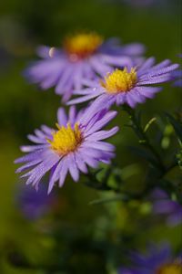 Preview wallpaper asters, flowers, petals, drops, purple, macro