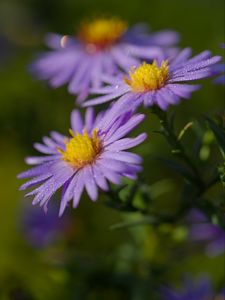 Preview wallpaper asters, flowers, petals, drops, purple, macro