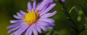 Preview wallpaper asters, flowers, petals, drops, purple, macro