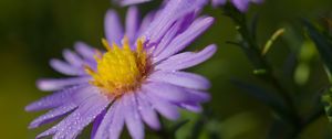 Preview wallpaper asters, flowers, petals, drops, purple, macro