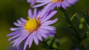 Preview wallpaper asters, flowers, petals, drops, purple, macro