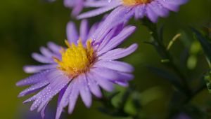 Preview wallpaper asters, flowers, petals, drops, purple, macro
