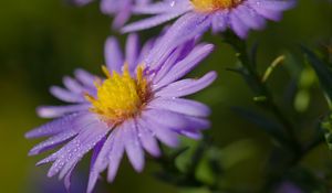 Preview wallpaper asters, flowers, petals, drops, purple, macro