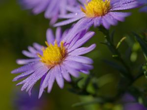 Preview wallpaper asters, flowers, petals, drops, purple, macro