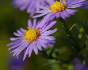 Preview wallpaper asters, flowers, petals, drops, purple, macro