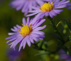 Preview wallpaper asters, flowers, petals, drops, purple, macro