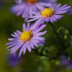 Preview wallpaper asters, flowers, petals, drops, purple, macro