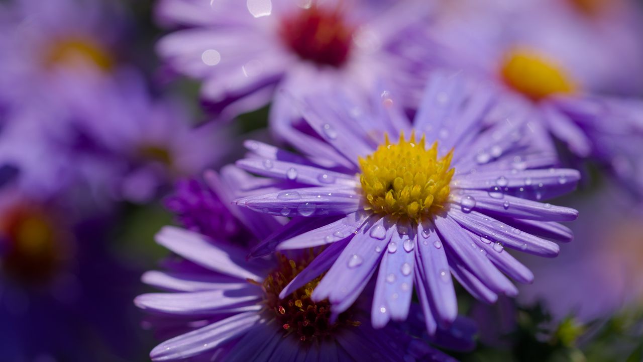Wallpaper asters, flowers, petals, drops, macro, purple