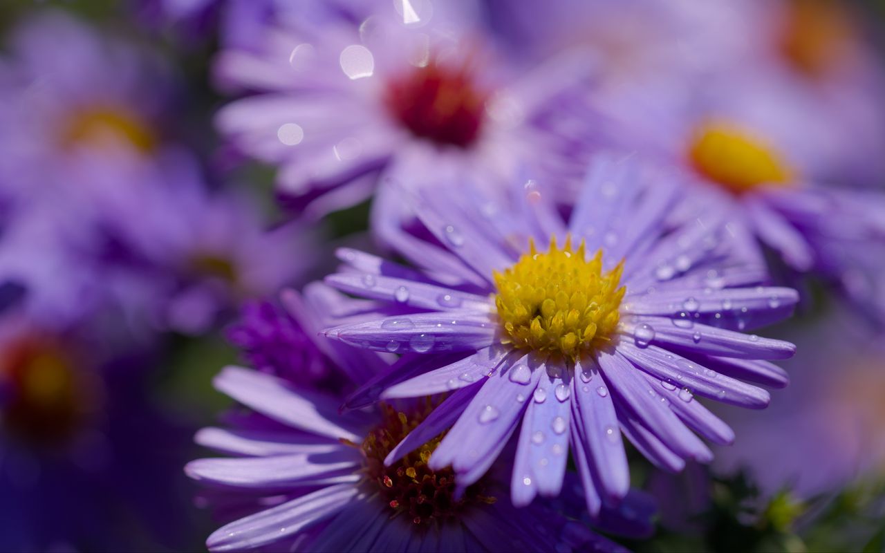 1280x800 Wallpaper asters, flowers, petals, drops, macro, purple