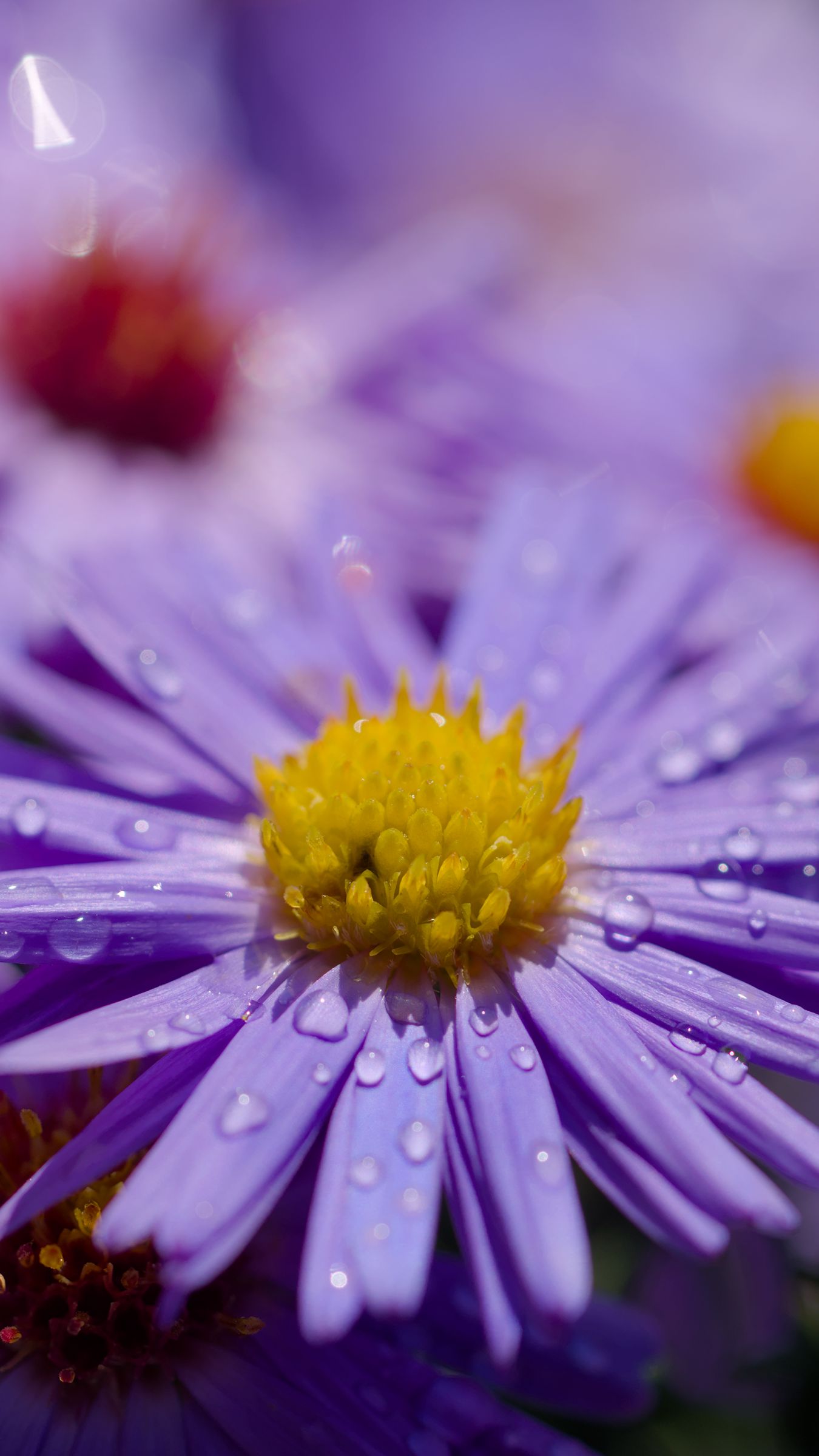 1350x2400 Wallpaper asters, flowers, petals, drops, macro, purple