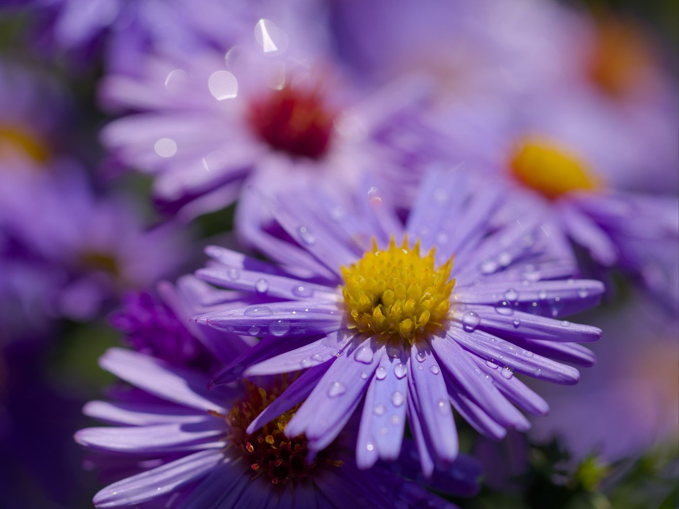 1400x1050 Wallpaper asters, flowers, petals, drops, macro, purple