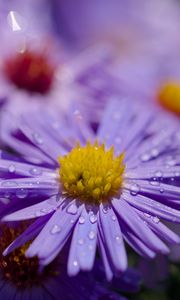 Preview wallpaper asters, flowers, petals, drops, macro, purple