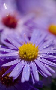Preview wallpaper asters, flowers, petals, drops, macro, purple