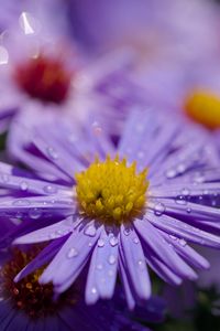 Preview wallpaper asters, flowers, petals, drops, macro, purple