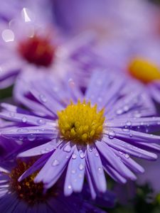 Preview wallpaper asters, flowers, petals, drops, macro, purple