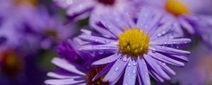 Preview wallpaper asters, flowers, petals, drops, macro, purple