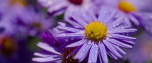 Preview wallpaper asters, flowers, petals, drops, macro, purple