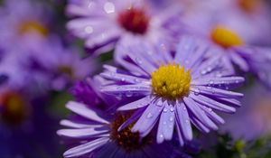 Preview wallpaper asters, flowers, petals, drops, macro, purple