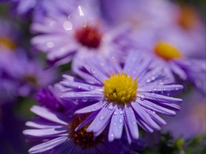 Preview wallpaper asters, flowers, petals, drops, macro, purple