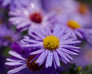Preview wallpaper asters, flowers, petals, drops, macro, purple