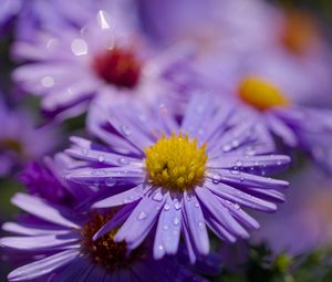 Preview wallpaper asters, flowers, petals, drops, macro, purple