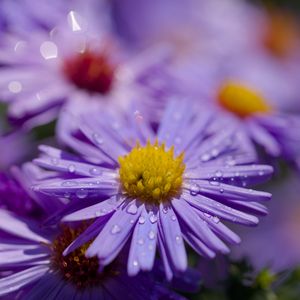 Preview wallpaper asters, flowers, petals, drops, macro, purple