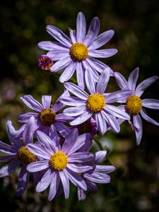 Preview wallpaper asters, flowers, petals, purple