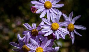 Preview wallpaper asters, flowers, petals, purple