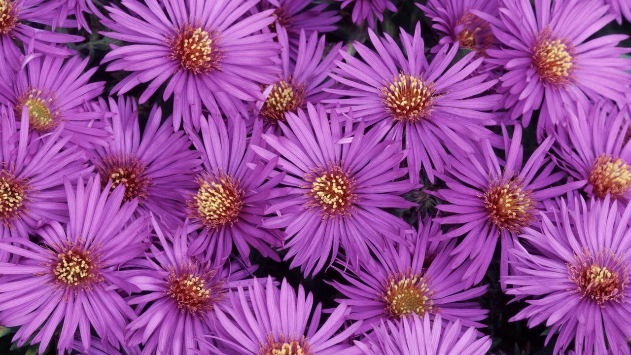 Wallpaper asters, flowers, purple, petals, close-up