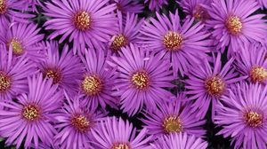 Preview wallpaper asters, flowers, purple, petals, close-up