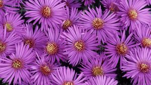 Preview wallpaper asters, flowers, purple, petals, close-up
