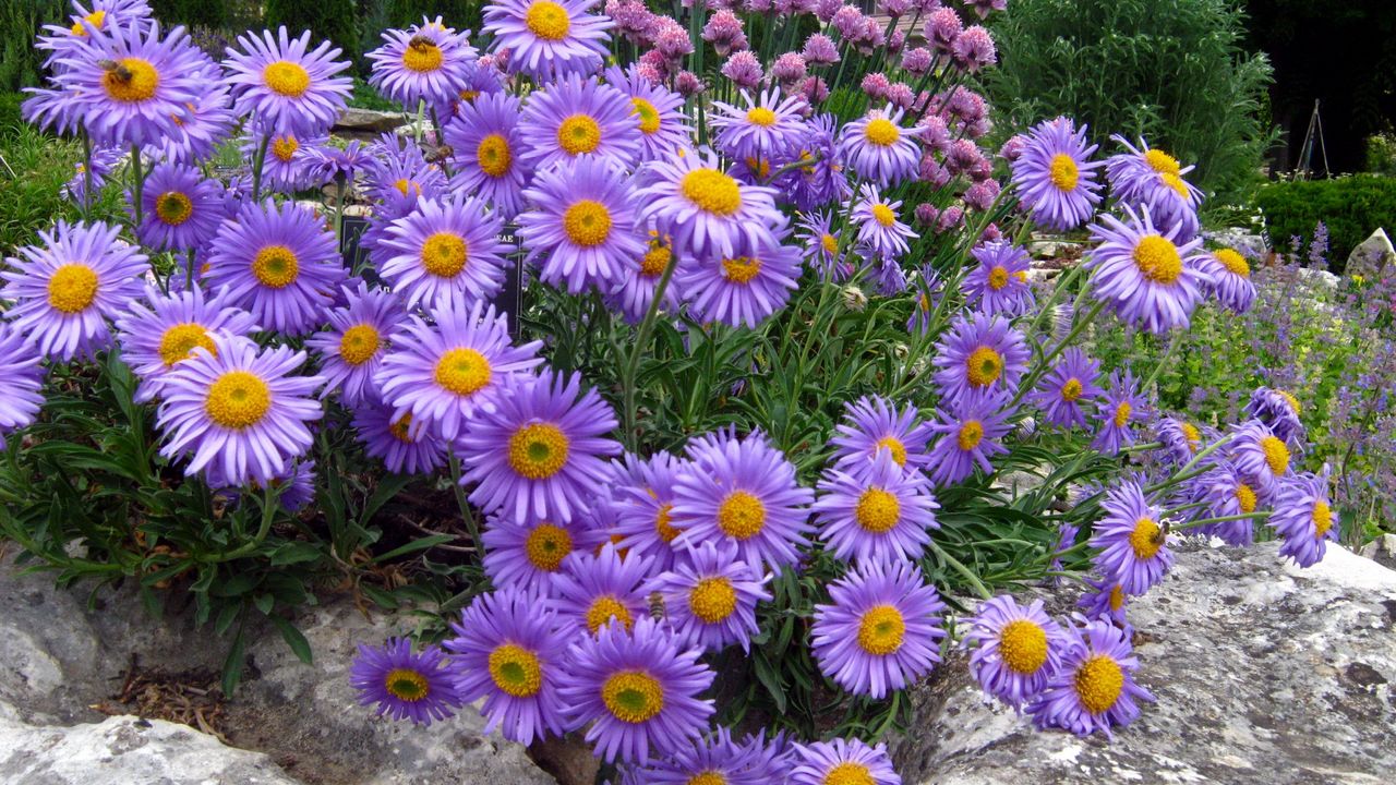 Wallpaper asters, flowers, stone, park, recreation