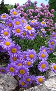 Preview wallpaper asters, flowers, stone, park, recreation