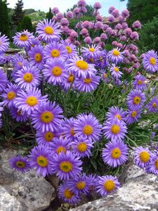 Preview wallpaper asters, flowers, stone, park, recreation