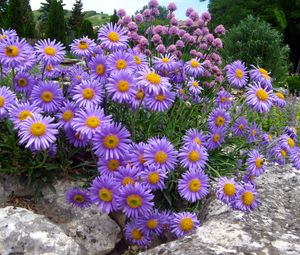 Preview wallpaper asters, flowers, stone, park, recreation