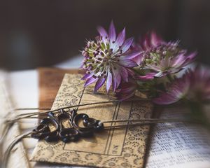 Preview wallpaper astrantia, flower, envelope, paper, blur, aesthetics