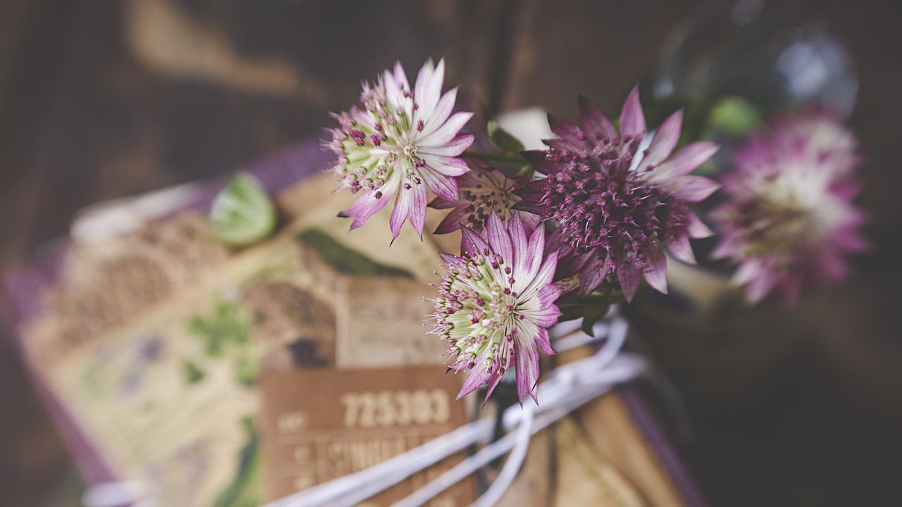 Wallpaper astrantia, petals, flowers, bouquet