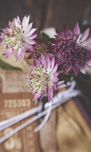 Preview wallpaper astrantia, petals, flowers, bouquet