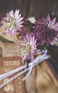 Preview wallpaper astrantia, petals, flowers, bouquet