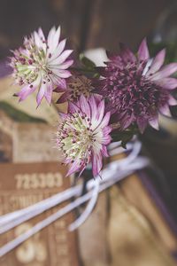 Preview wallpaper astrantia, petals, flowers, bouquet